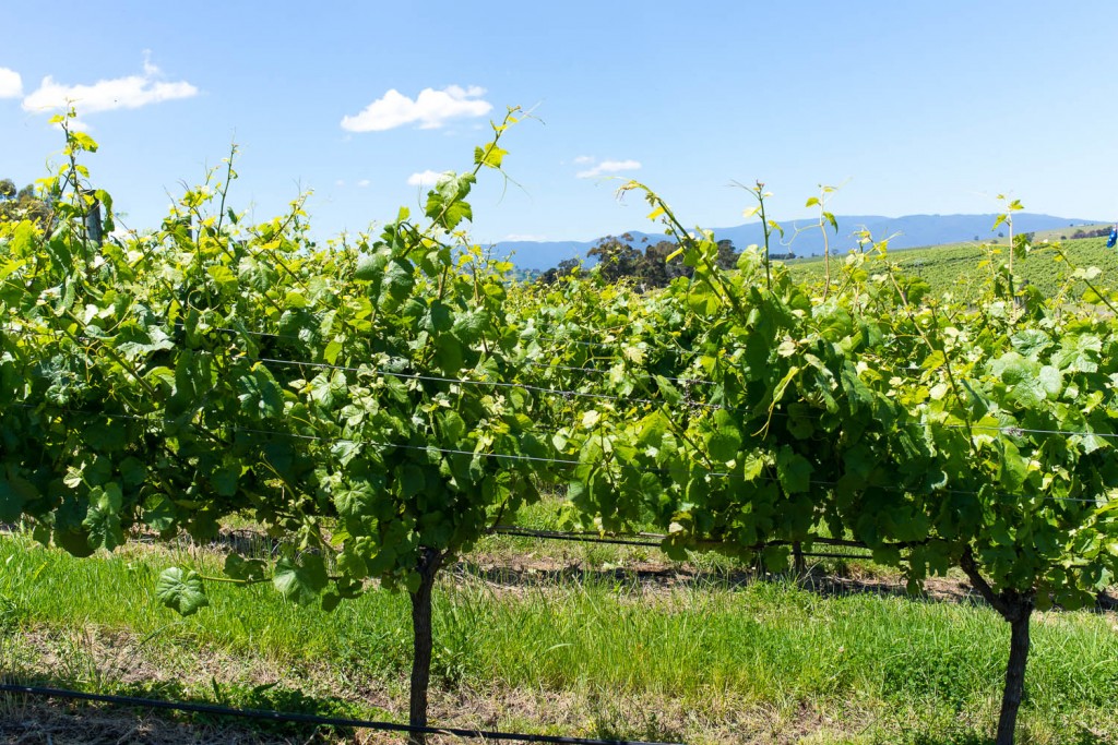Yarra valley in Australia winery Yarra valley in Australia winery
