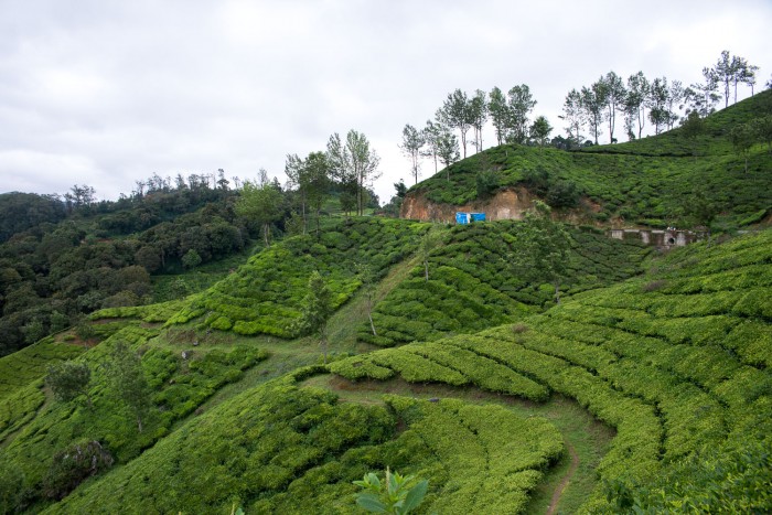 Tea plantations on the hills around Munnar in Kerala | 5 Epic Things To Do in Kerala