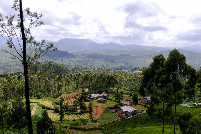 Green hills and rice fields in Ella in Sri Lanka Green hills and rice fields in Ella in Sri Lanka