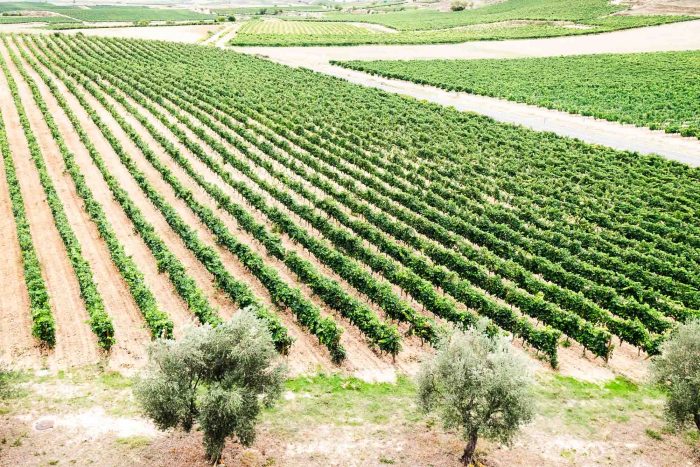Vineyards in La Rioja wine region in spain