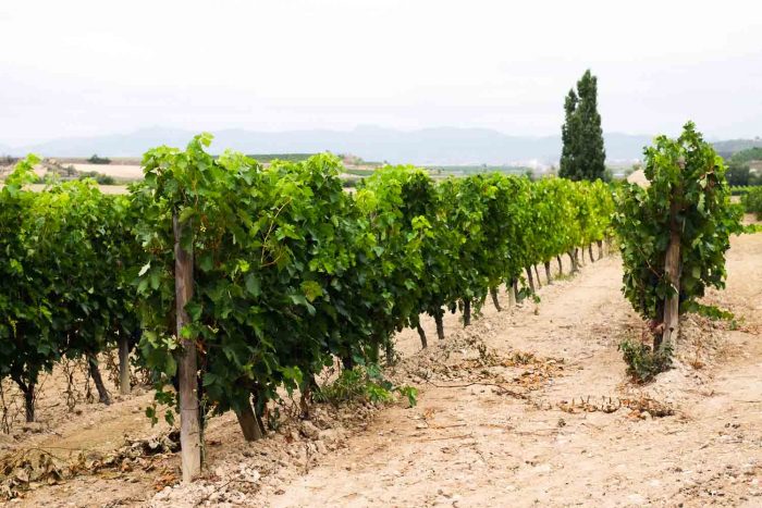 Visiting a vineyard in Rioja, Spain 