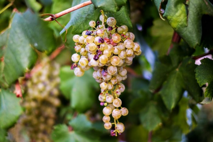 Prosecco DOCG wine grapes in Valdobbiadene, Veneto region in northern Italy Prosecco DOCG wine grapes in Valdobbiadene, Veneto region in northern Italy