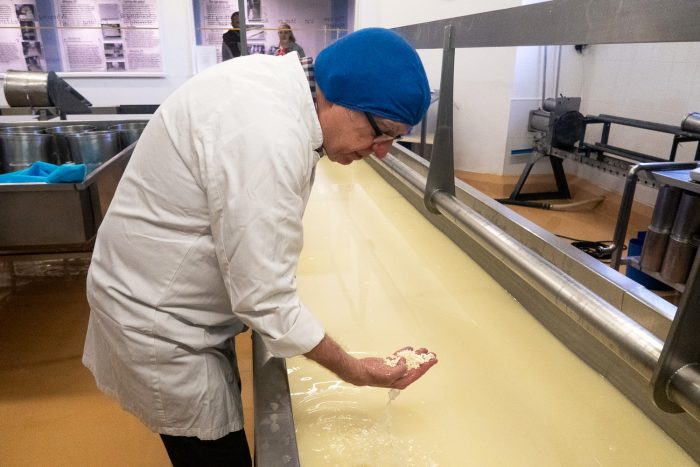 Cheese making at a cheddar factory