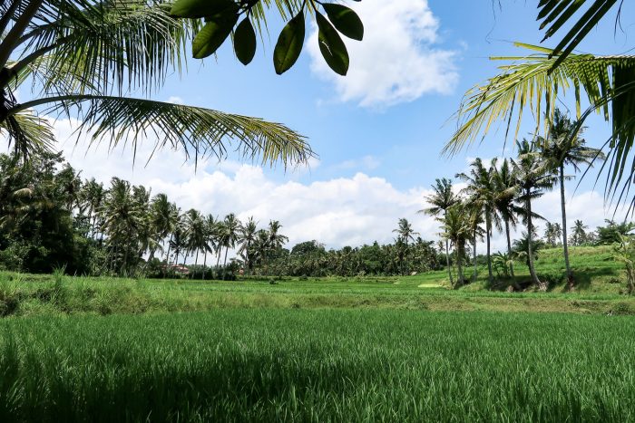 Yeh Pulu rice fields in Bali, Indonesia Yeh Pulu rice fields in Bali, Indonesia