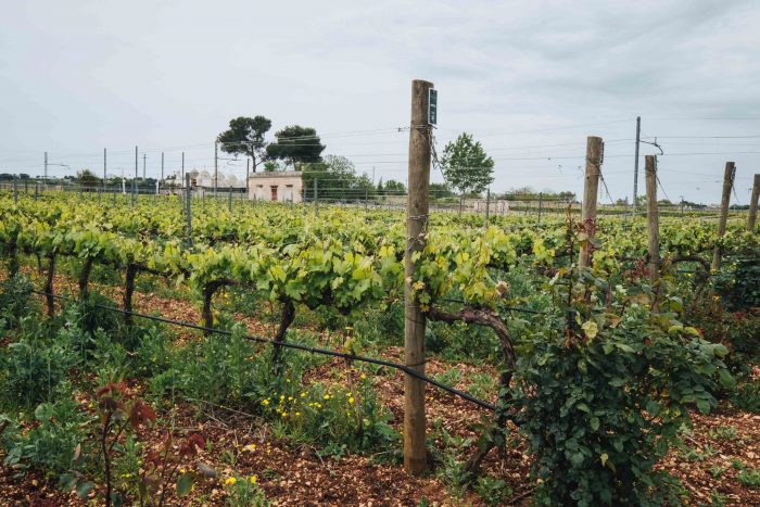 Wine tasting and winery tour at Cantina i Pastini in Valle d'Itria | A 7-day Road Trip Through Puglia | Mondomulia Wine tasting and winery tour at Cantina i Pastini in Valle d'Itria | A 7-day Road Trip Through Puglia | Mondomulia