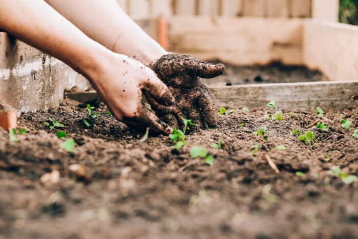 Person planting little plants and seedlings in a pot of soil