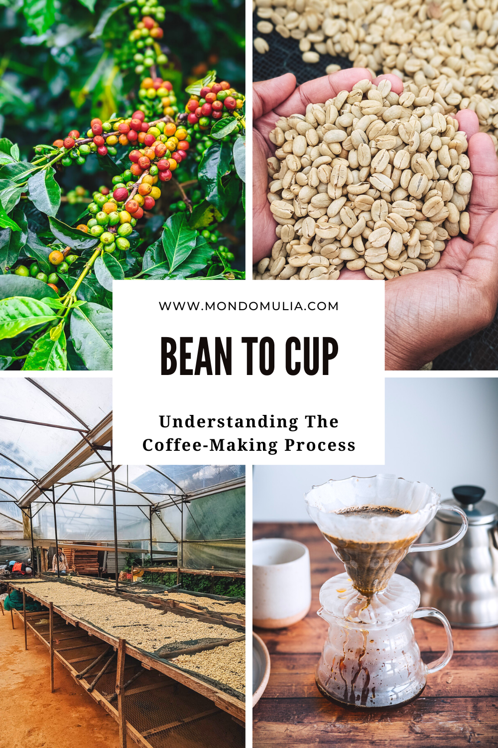 Bean to Cup: Understanding The Process of Coffee Production