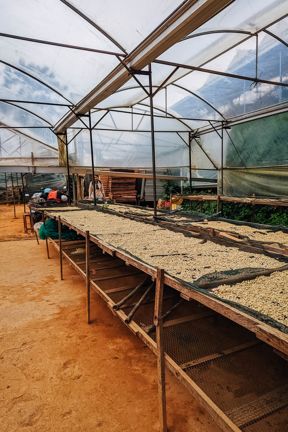 Green coffee processing at Son Pacamara Farm, in Da Lat Vietnam