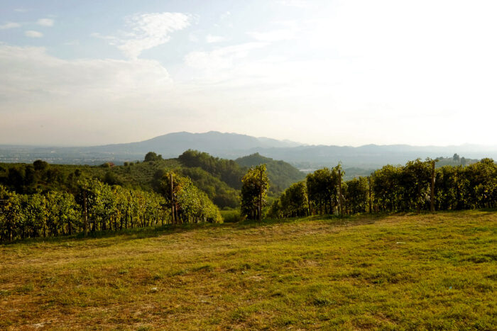 prosecco sparkling wine grows in Valdobbiadene, Veneto region in Italy prosecco sparkling wine grows in Valdobbiadene, Veneto region in Italy