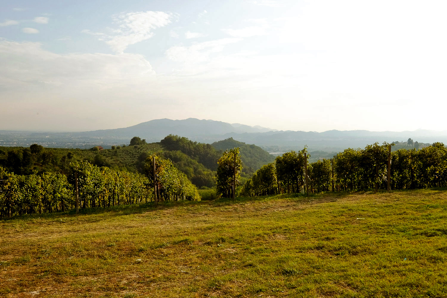 prosecco sparkling wine grows in Valdobbiadene, Veneto region in Italy