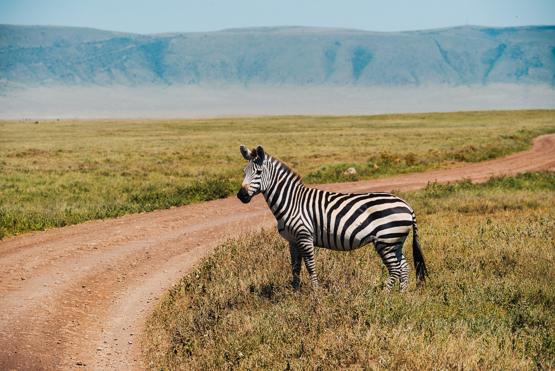 Zebra in Ngorongoro Crater National Park in Tanzania