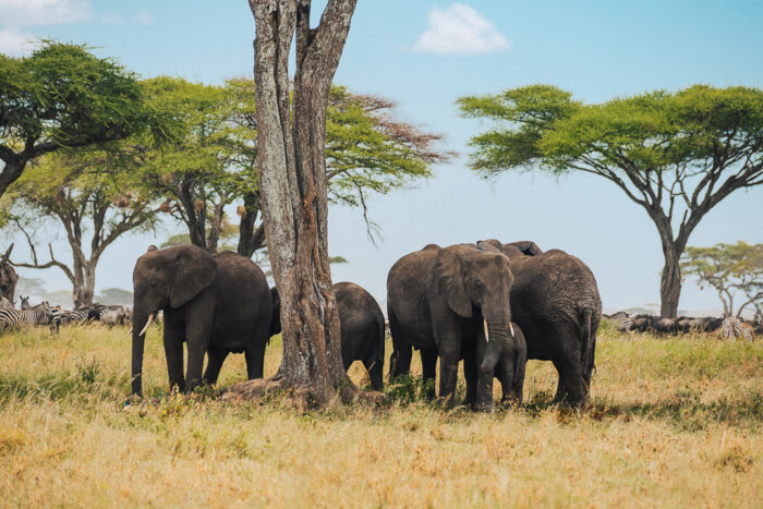Elephants spotted during a safari at Serengeti National Park in Tanzania, Africa