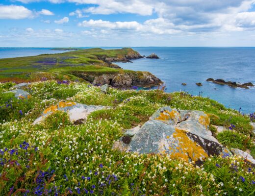 Great Saltee, Saltee Island Great, County Wexford, Ireland