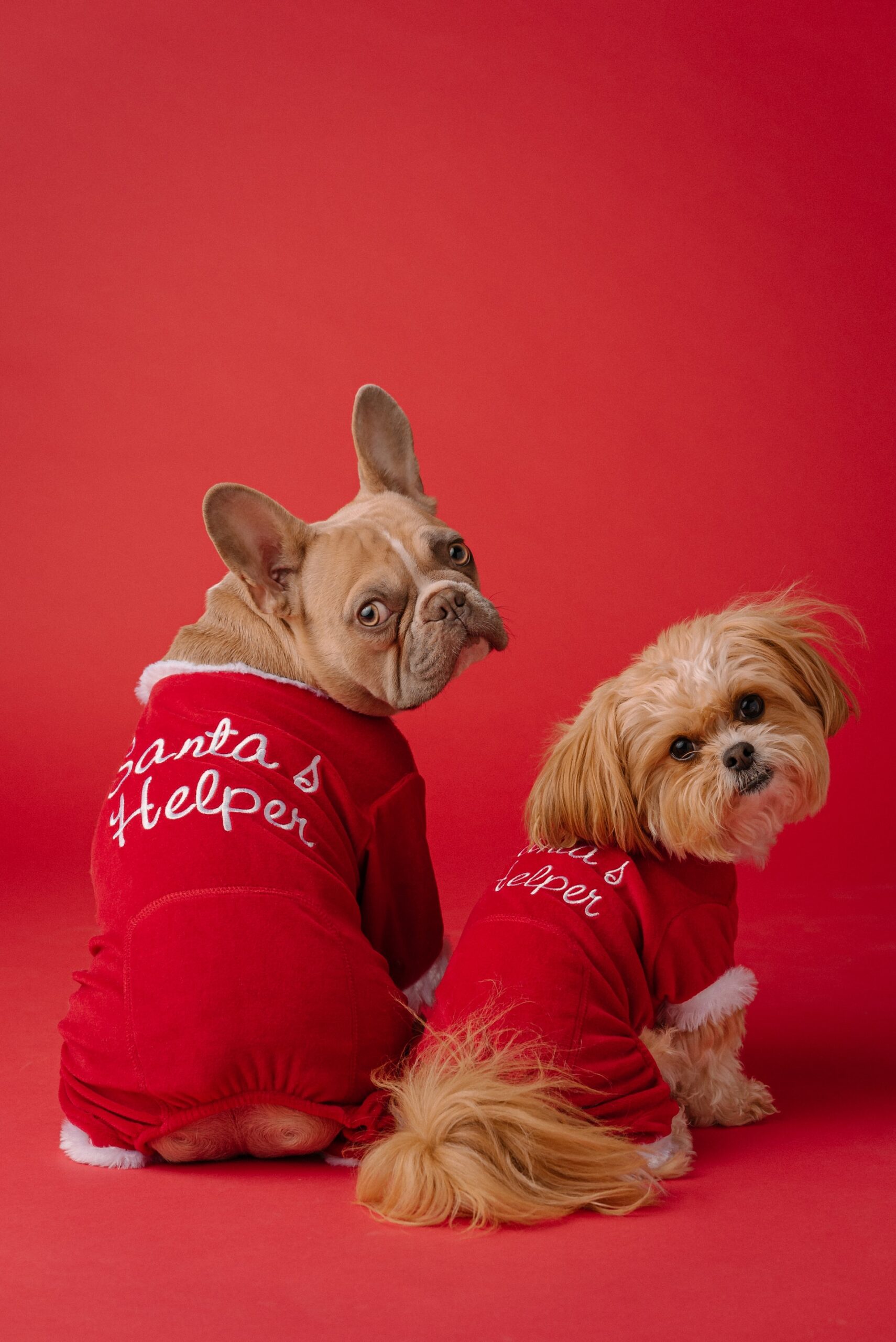 two dogs wearing Christmas holiday vests