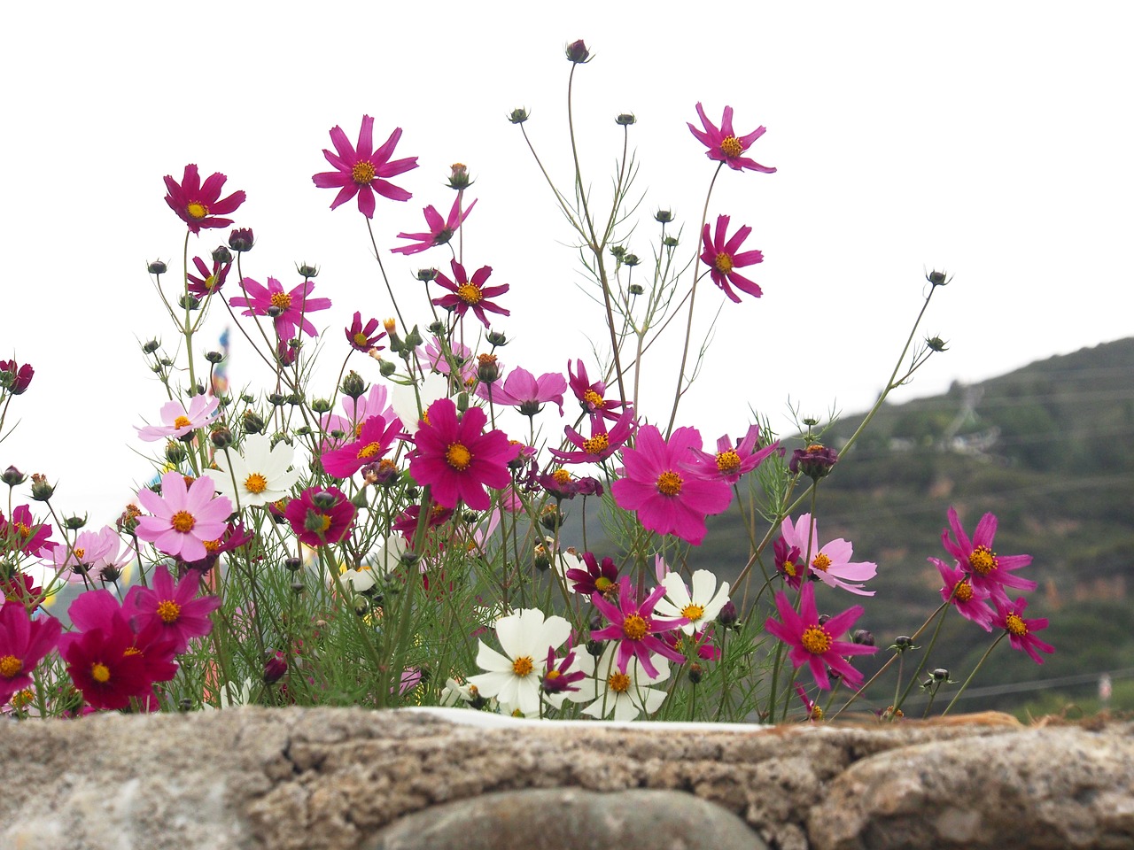 Flowers in Sichuan province, China