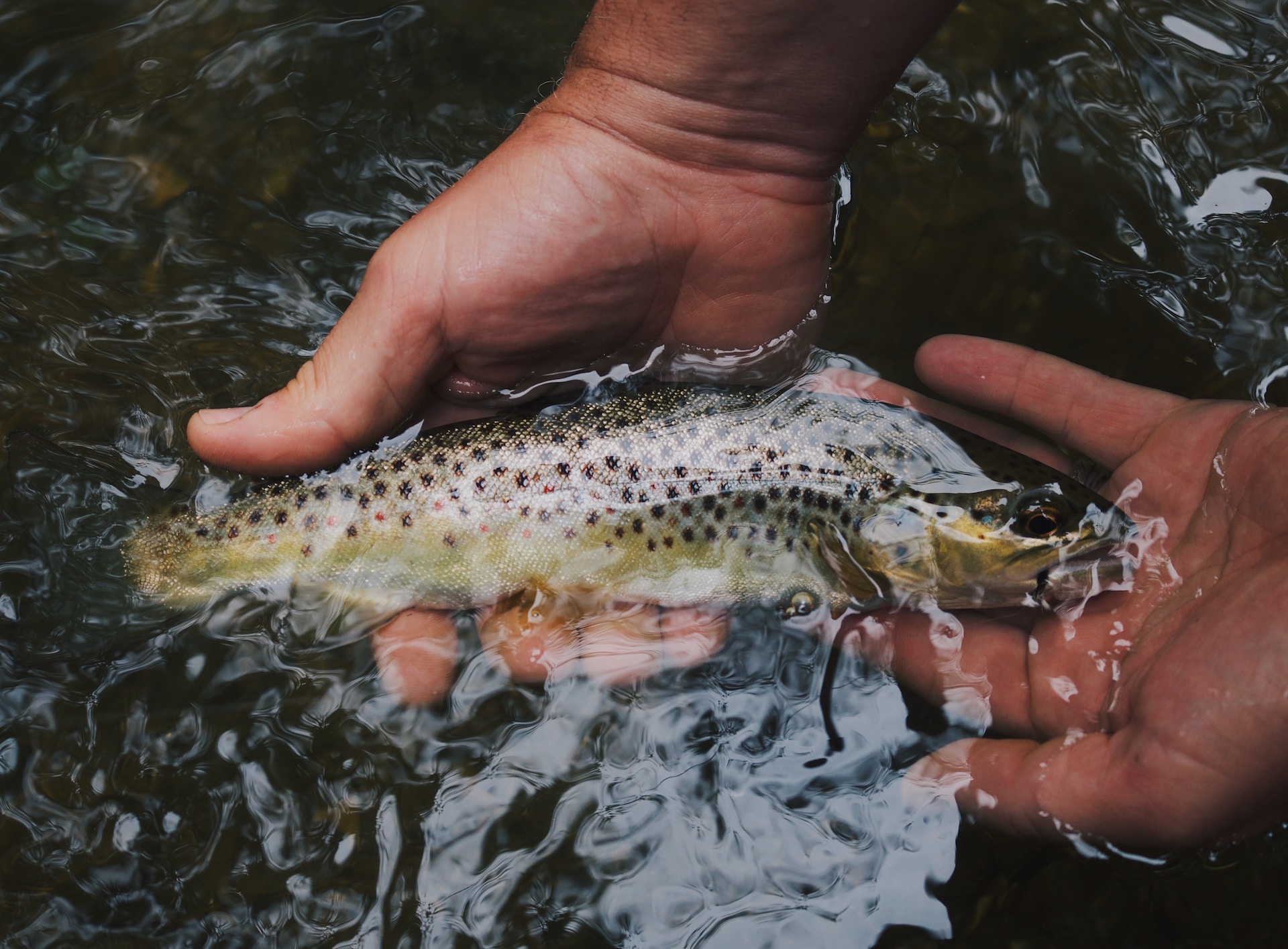 fish in hands in water fishing