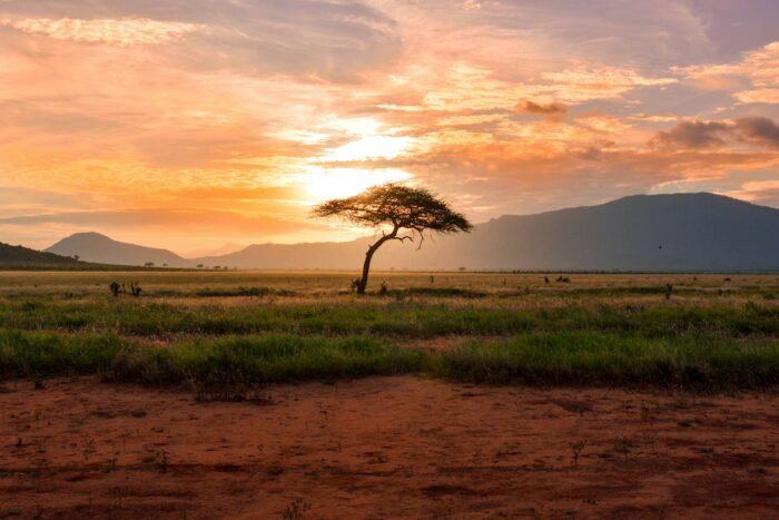 tree in front of sun at sunrise in national park in kenya safari tree in front of sun at sunrise in national park in kenya safari