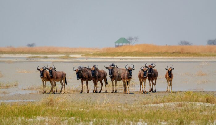 A herd of water buffalo a salt pan. Makgadikgadi Pans, Botswana A herd of water buffalo a salt pan. Makgadikgadi Pans, Botswana