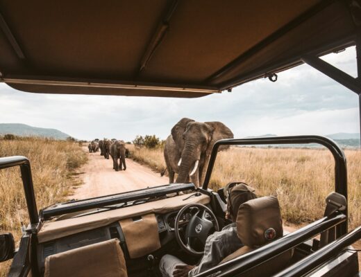 elephants on a safari game drive in a Jeep in South Africa