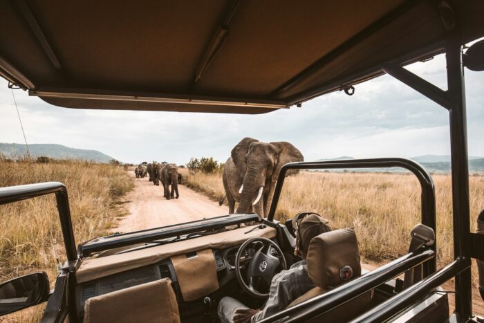elephants on a safari game drive in a Jeep in South Africa elephants on a safari game drive in a Jeep in South Africa