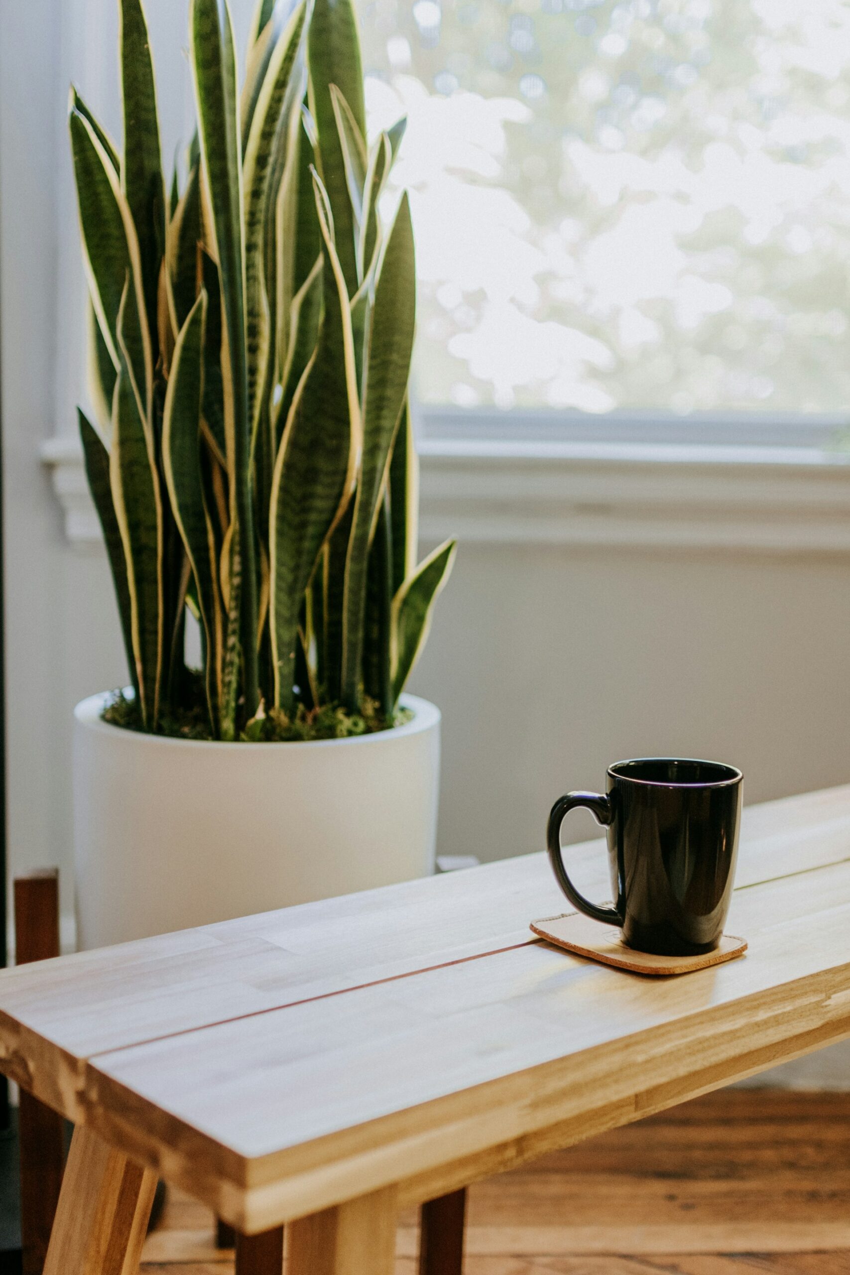 a snake plant behind a wooden table with a coffee cup on it a snake plant behind a wooden table with a coffee cup on it