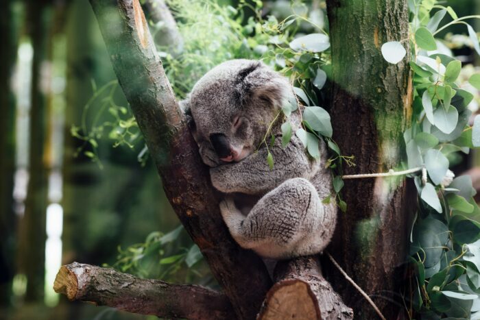 koala sleeping on tree branch koala sleeping on tree branch