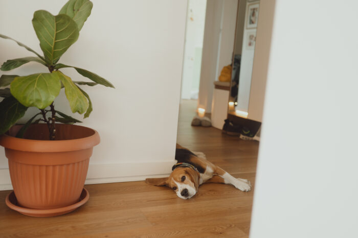 beagle dog sleeping on wooden floor