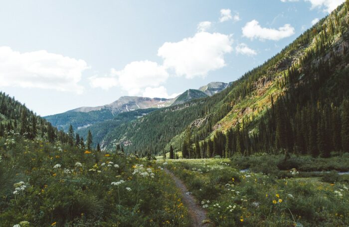 Green mountains and flowers at Crested Butte in Colorado Green mountains and flowers at Crested Butte in Colorado