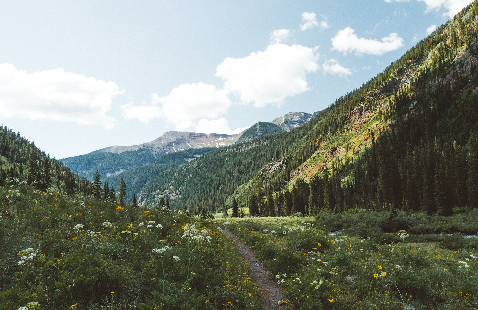 Green mountains and flowers at Crested Butte in Colorado