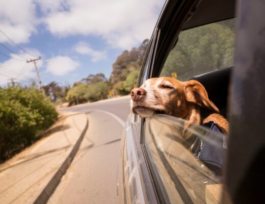 dog travelling in a car looking out of the window