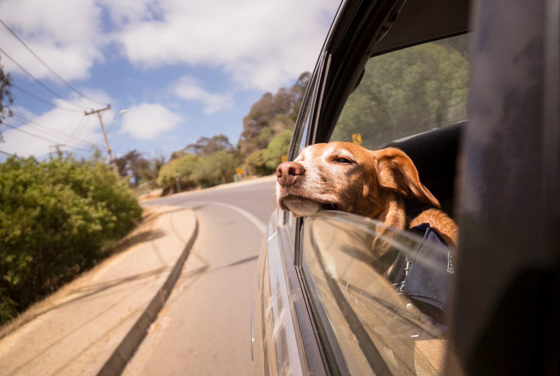 dog travelling in a car looking out of the window
