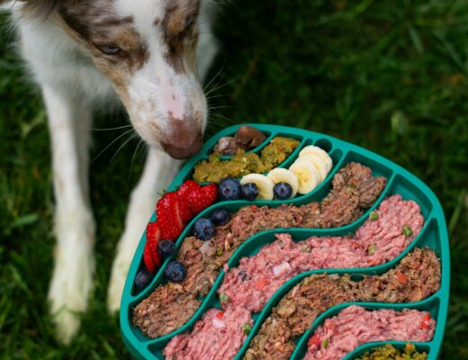 dog on grass eating a bowl with a selection of fresh food