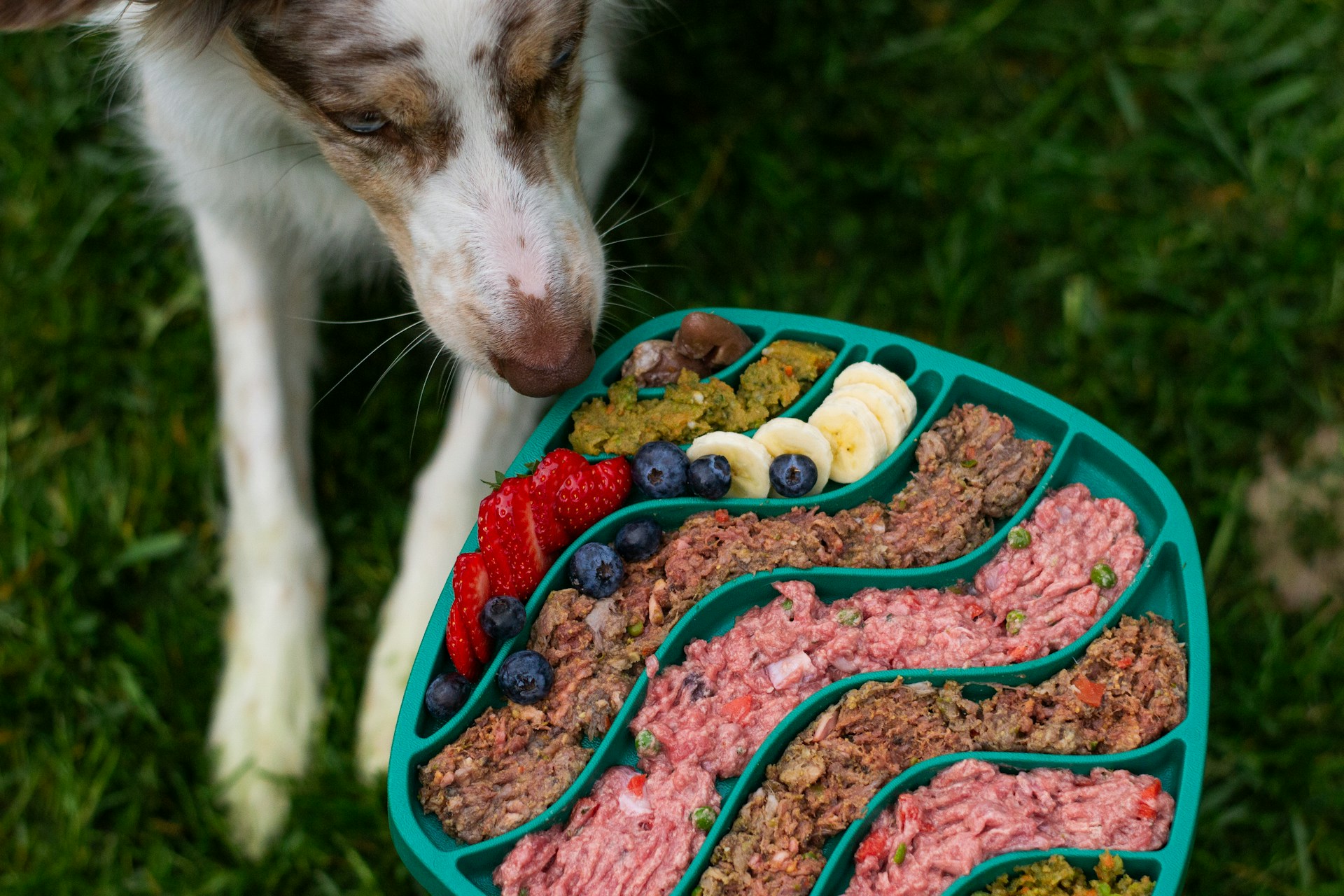 dog on grass eating a bowl with a selection of fresh food