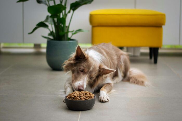 a brown dog eating kibble food out of a bowl