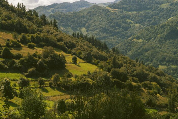 a lush green hillside covered in trees in a national park in asturias northern spain
